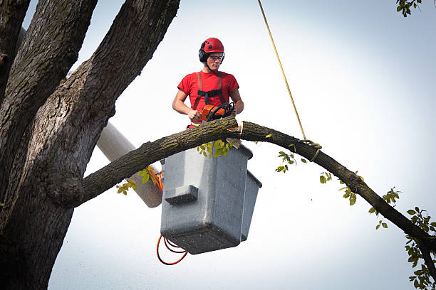 Best Best Tree Removal Services  in Lake Shore, UT